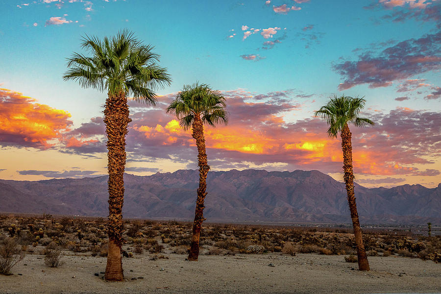 Desert Morning Photograph by Peter Tellone