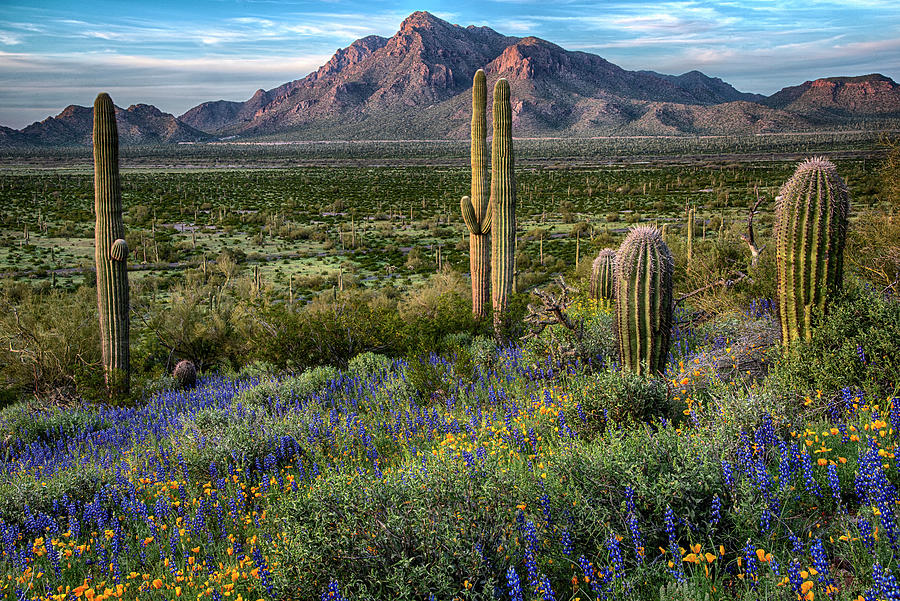 Desert mountains with spring wildflowers Photograph by Dave Dilli