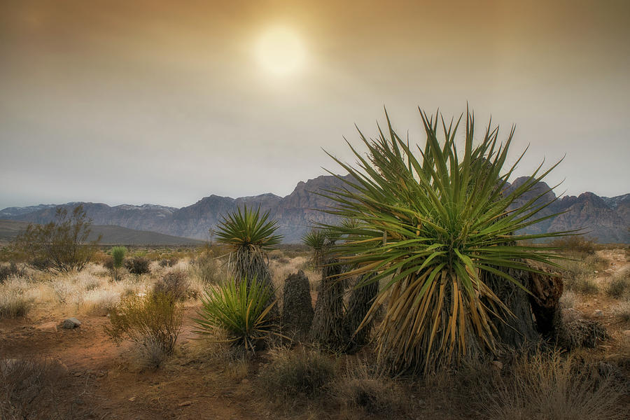 Desert Mountains with Yucca Plant Photograph by Frank Wilson