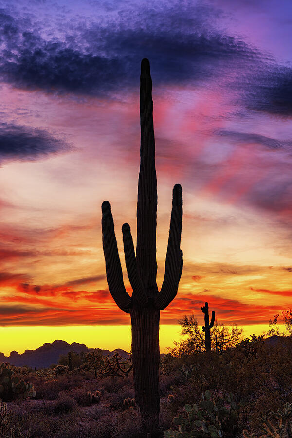 Desert Musings Photograph by Rick Furmanek