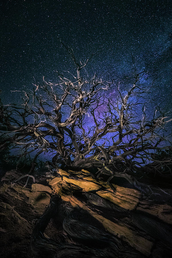 Desert Night Photograph by Robert Fawcett