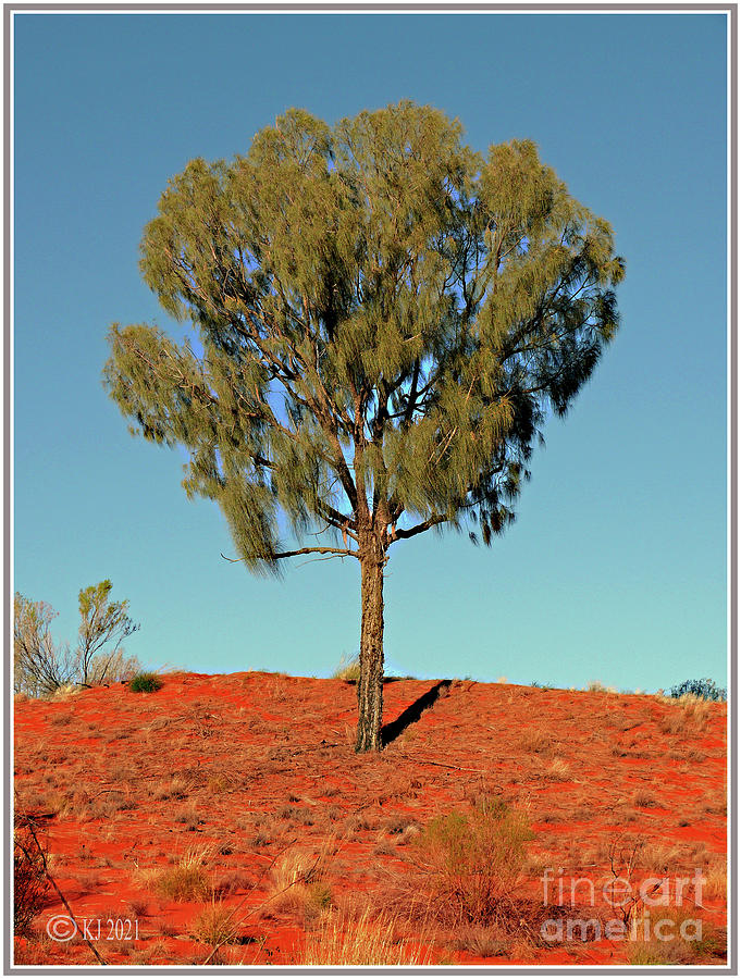 Desert Oak - Allocasuarina decaisneana 2 Photograph by Klaus Jaritz