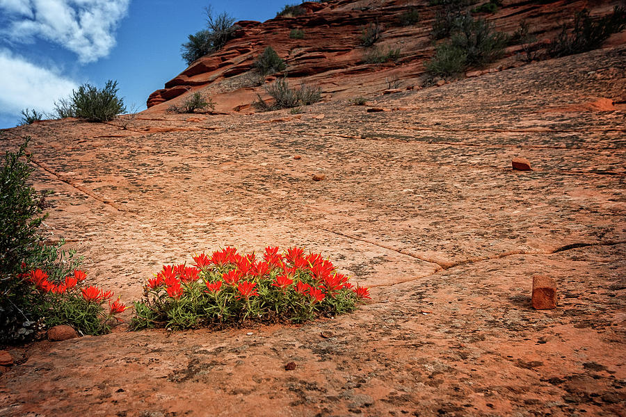 Desert Paintbrush Photograph by Jack and Darnell Est