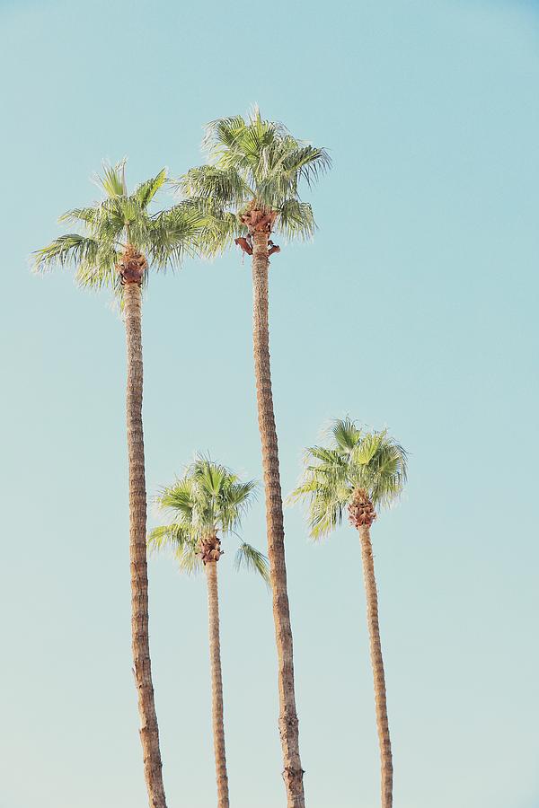 Desert, Palm Cluster Photograph by Scarola Photography