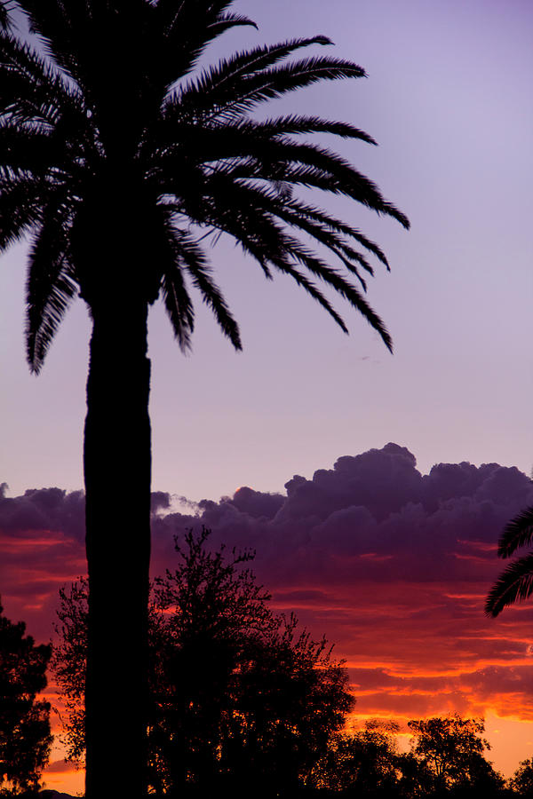 Sunset Photograph - Desert Palm Silhouette Sunset by James Hunt