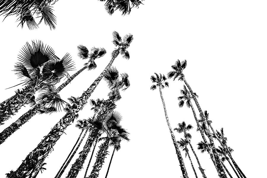 Desert Palm Trees Palm Springs 0451-301 Photograph by Neptune Images