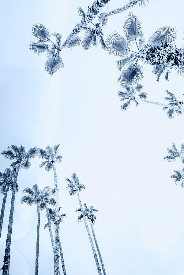 Desert Palm Trees Palm Springs 0457-301 Photograph by Neptune Images Desert Palm Trees Palm Springs 0457-301 Photograph by Neptune Images