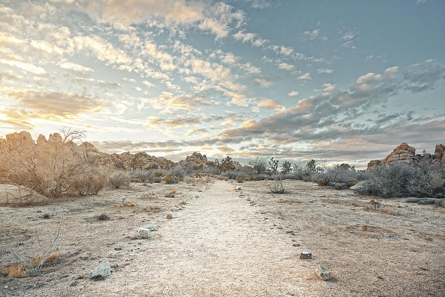 Desert path at sunset Photograph by James ONeil