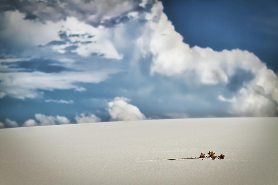 Desert Peace Photograph by Bill Chizek