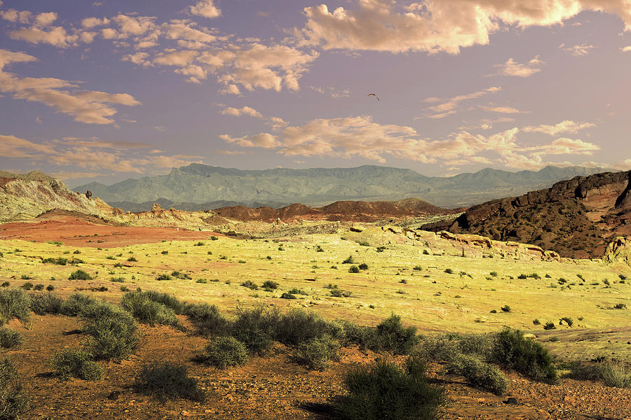 Desert Perspective Photograph by Frank Wilson