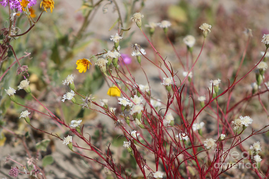 Desert Pincushion Wildflowers of the Coachella Valley Wildlife Preserve Photograph by Colleen Cornelius