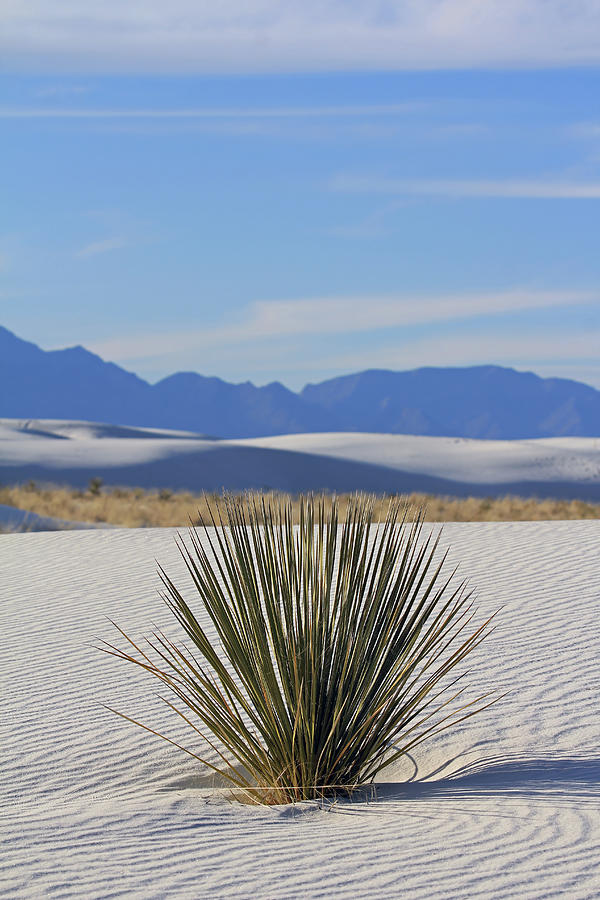 Desert Plant Life Photograph by Jennifer Robin