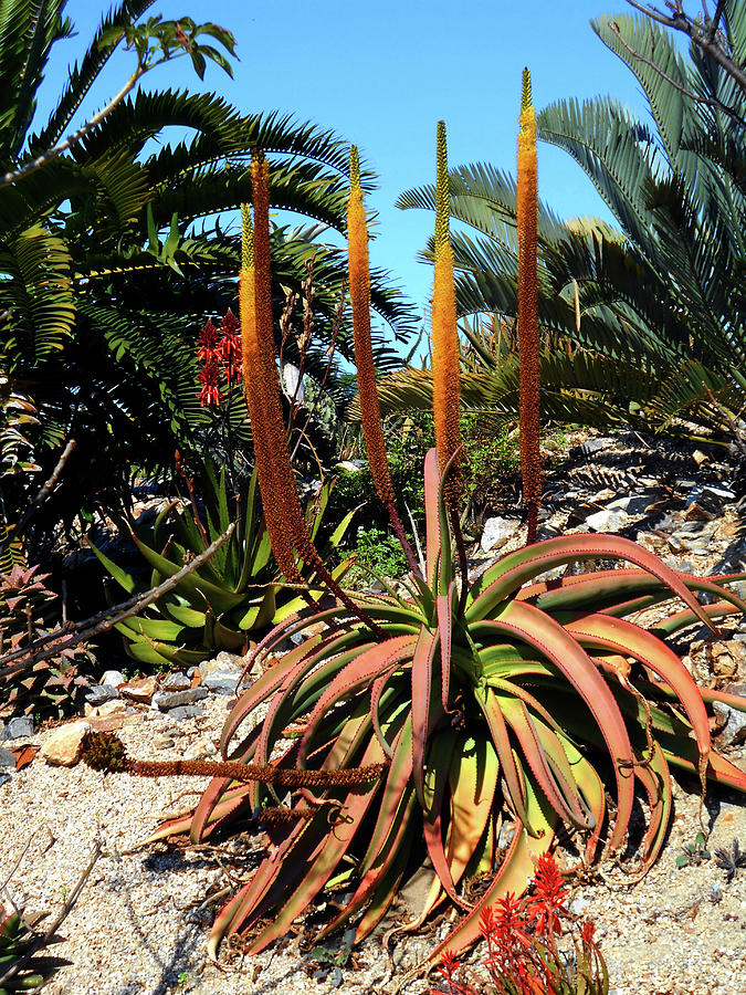 Desert Plants 5 Photograph by Ron Kandt - Pixels