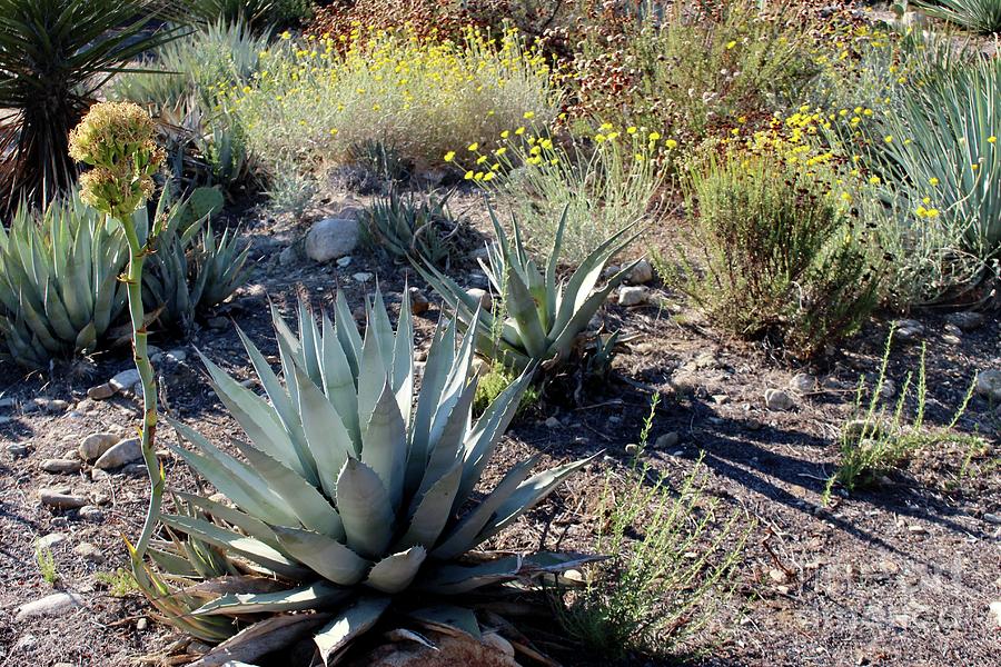 Desert Plants with Blooms Photograph by Katherine Erickson