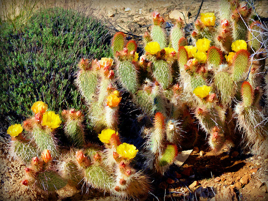 Joshua Tree National Park Photograph - Desert Plants - Yellow Cactus Flowers by Glenn McCarthy Art and Photography