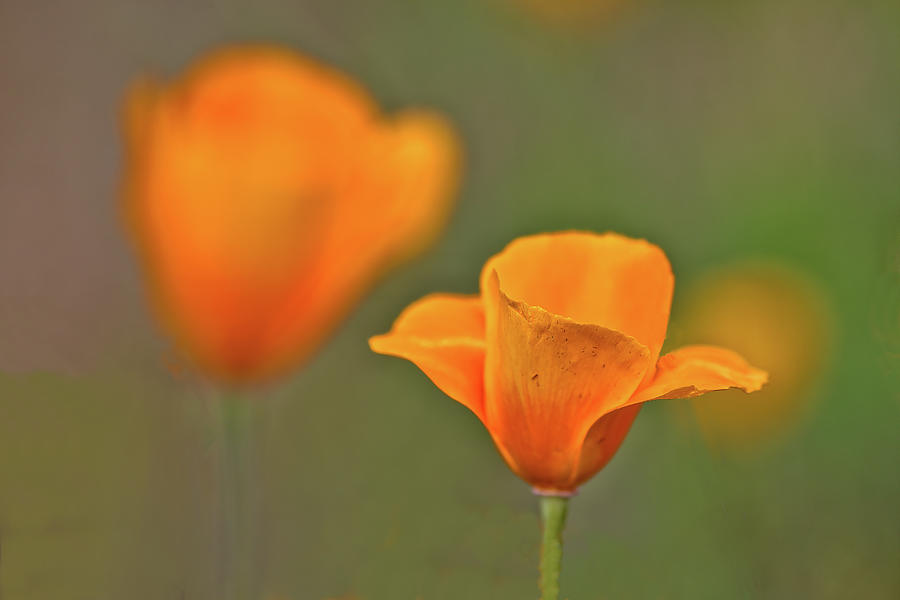 Desert Poppies Photograph by Bob Falcone