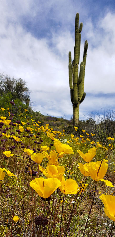 Desert Poppies Photograph by Bonny Puckett