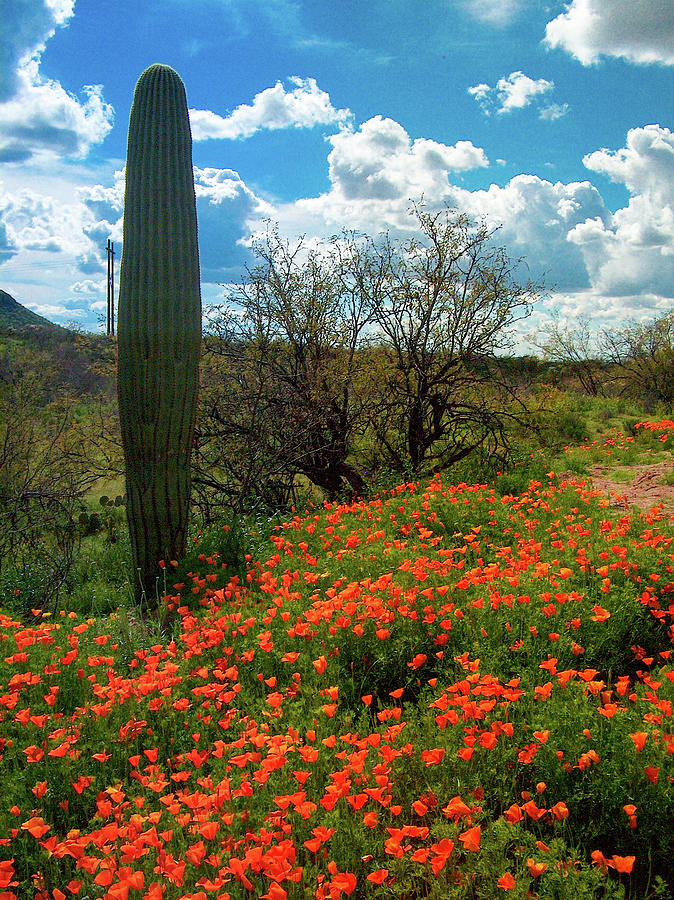 Desert Poppies Photograph by Cheryl Prather