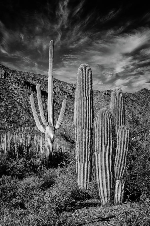 Desert Portrait- Saguaro National Park Photograph by Stephen Stookey