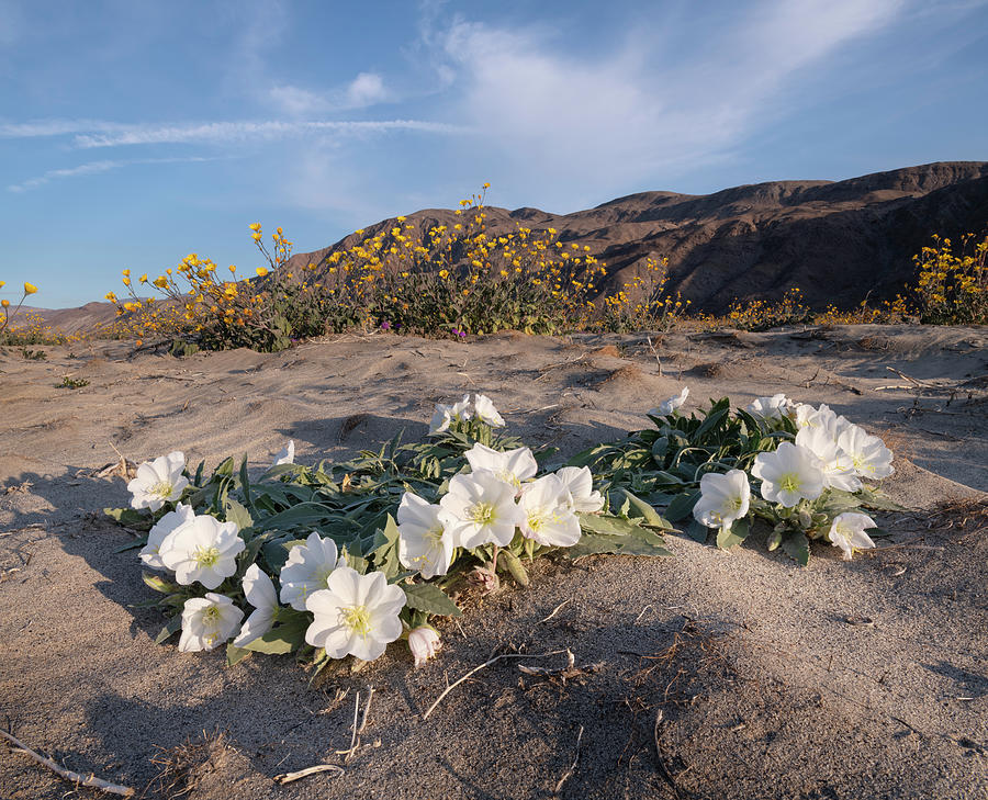 San Diego Photograph - Desert Primroses and Sunflowers at Sunrise by William Dunigan