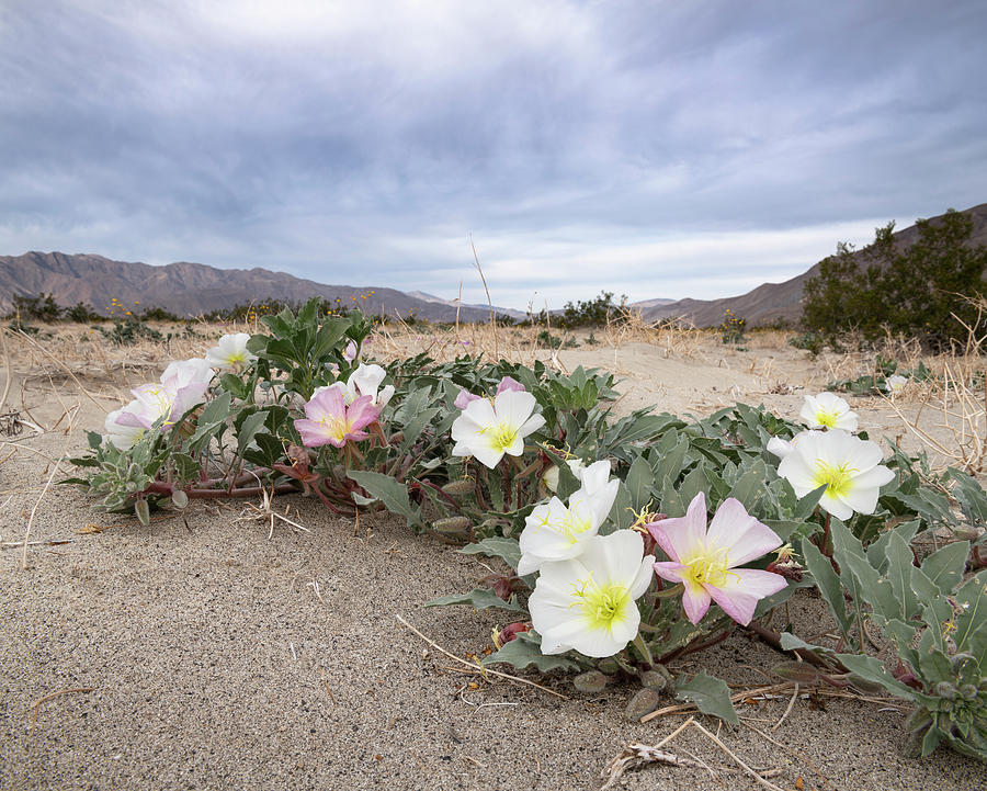 Desert Primroses at Anza Borrego State Park Photograph by William Dunigan
