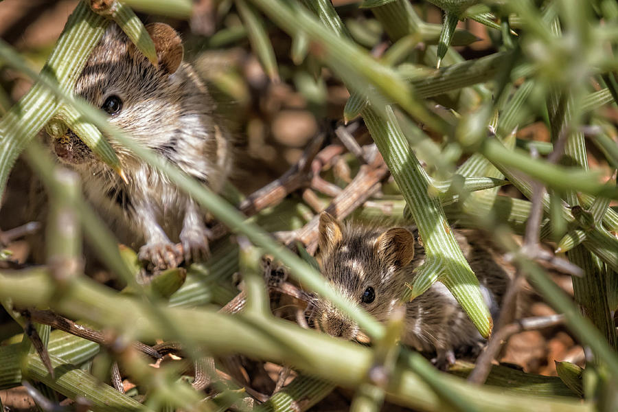 Desert Pygmy Mouse And Baby Photograph