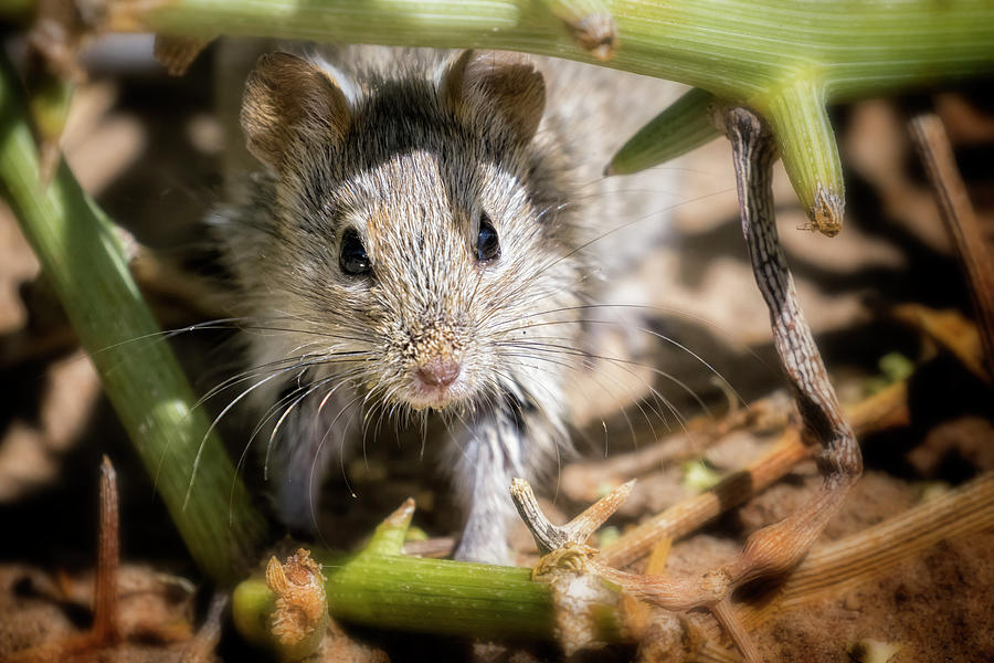 Desert Pygmy Mouse Photograph by Belinda Greb