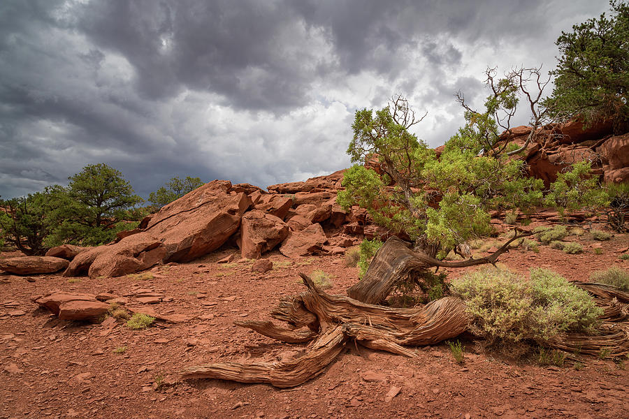 Desert Red Photograph by Ann Skelton