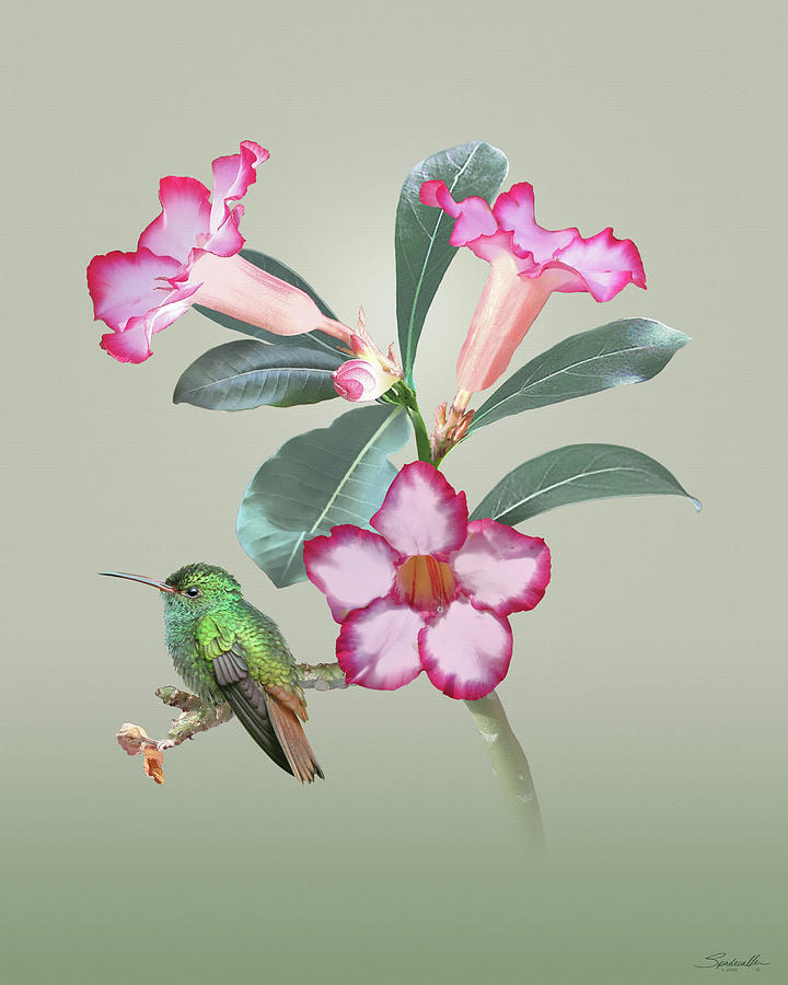 Desert Rose and Hummingbird Digital Art by M Spadecaller