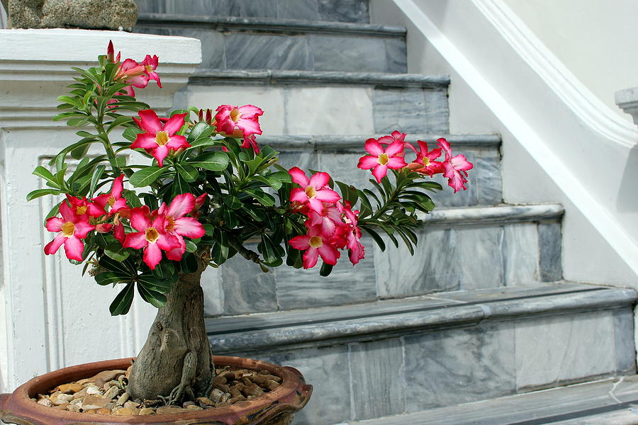 Desert rose bonsai tree and marble staircase Bangkok Thailand Photograph by Vincent Jary
