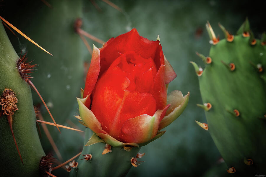 Desert Rose Photograph by Rick Furmanek