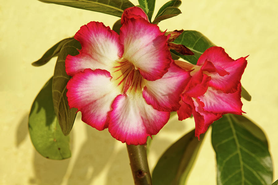 Desert Rose Photograph by Sally Weigand