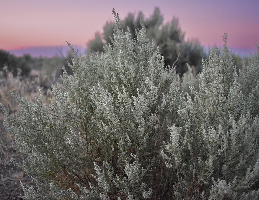 Desert sage and a painted sky_2 Photograph by JVD Photography Inspired ...