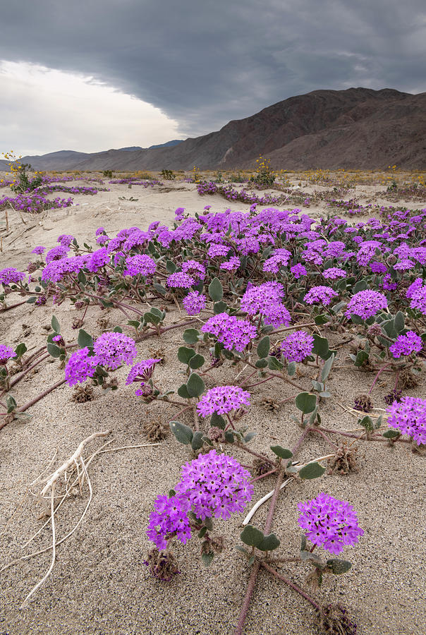 San Diego Photograph - Desert Sand Verbena on a Cloudy Morning by William Dunigan