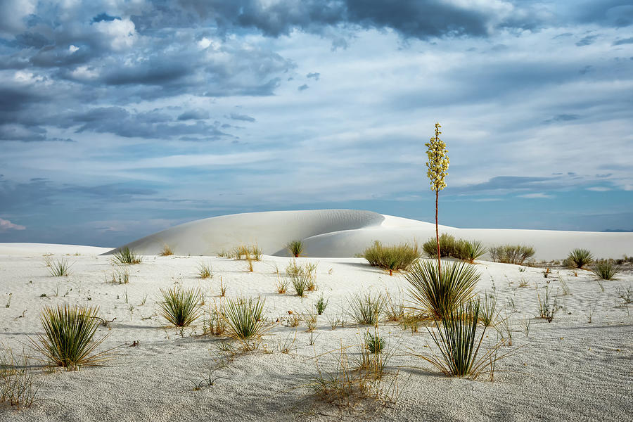 Desert Sandbox Photograph by James Barber