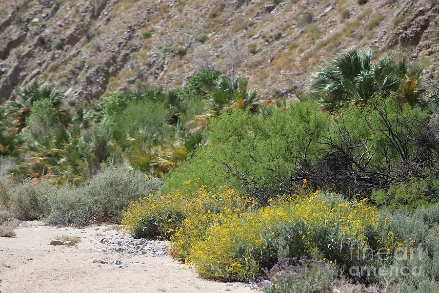 Desert Scene 3 Coachella Valley Wildlife Preserve Photograph by Colleen Cornelius
