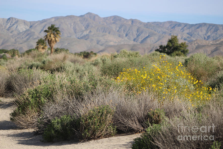 Desert Scene 7 Coachella Valley Wildlife Preserve Photograph by Colleen Cornelius