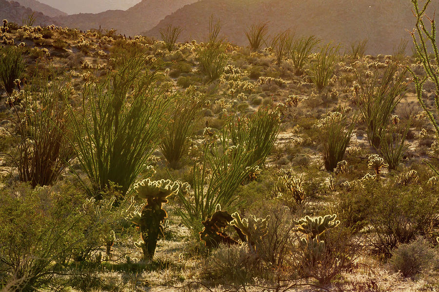 Desert Scene Photograph by Jean Noren