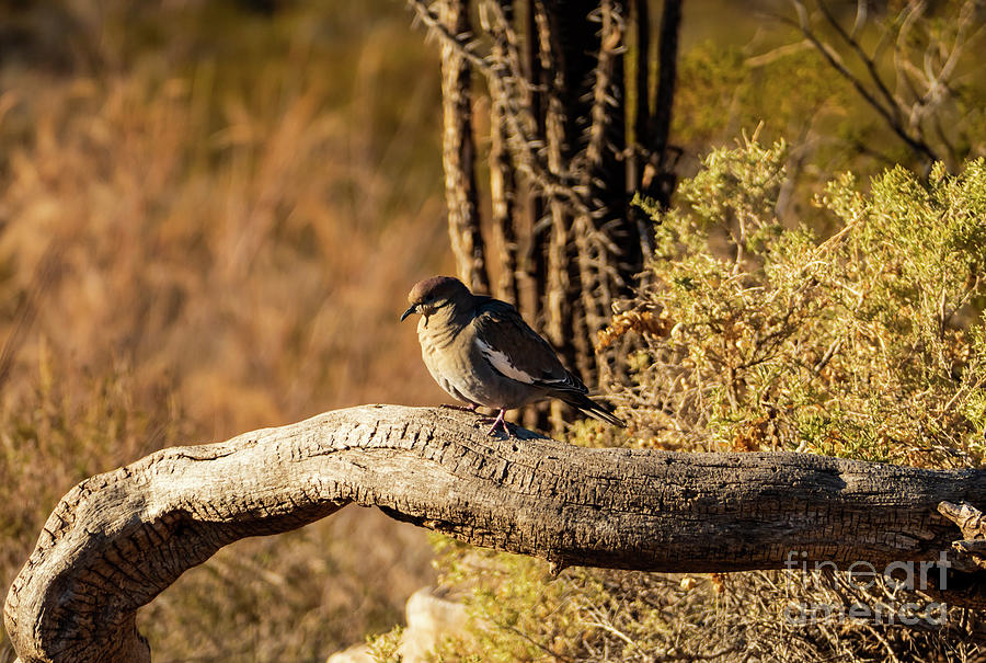 Desert Scene with Dove Bird Photograph by Sandra Js