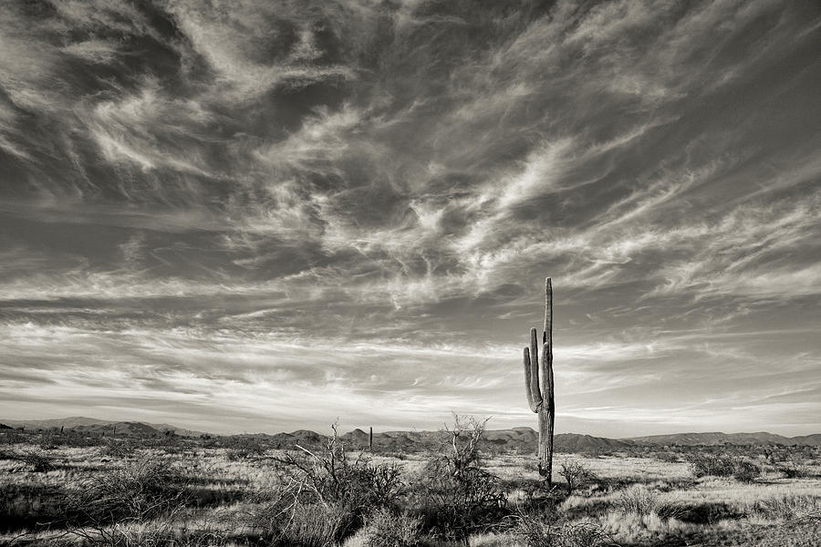 Desert Serenity Photograph by Bob Falcone