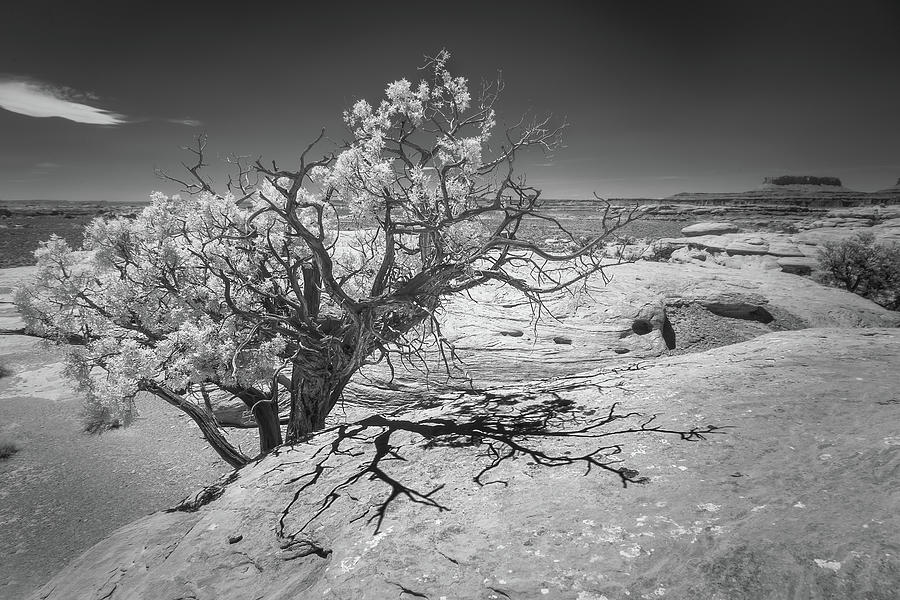 Desert shadows infrared Photograph by Murray Rudd | Fine Art America