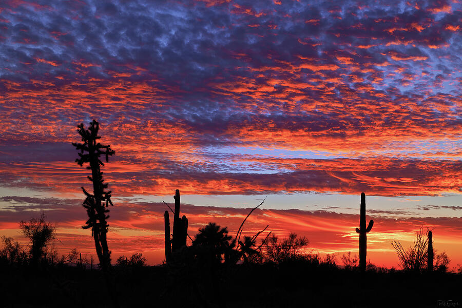 Desert Silhouettes Photograph by Rick Furmanek