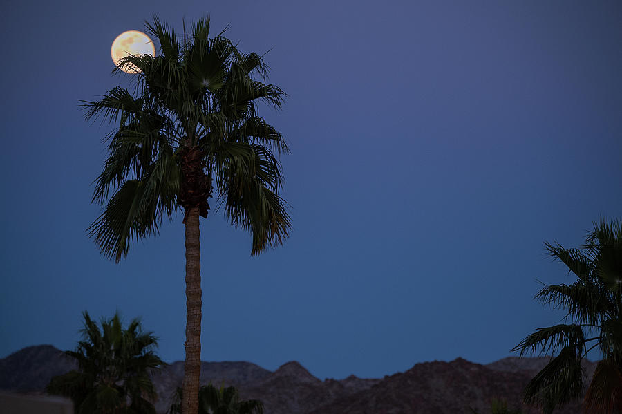 Desert Snow Full Moon Rise, Palm Tree Silhouette  Photograph by Bonnie Colgan
