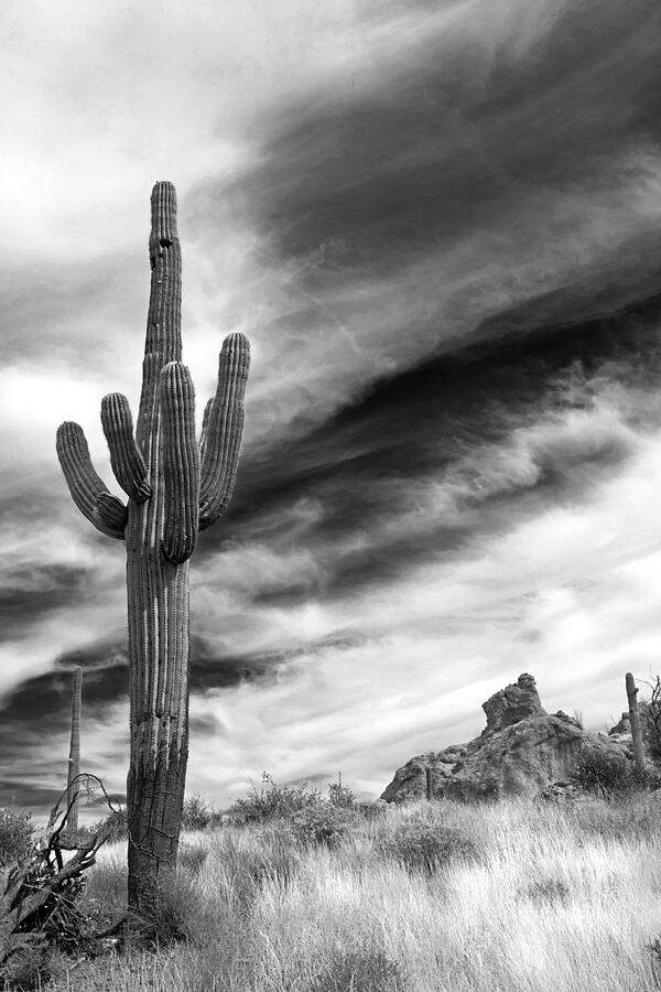 Desert Solitude Photograph by Sue Cullumber