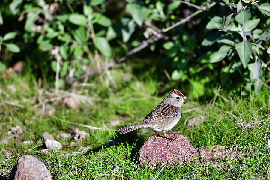 Desert Sparrow with Grub Photograph by David Arment