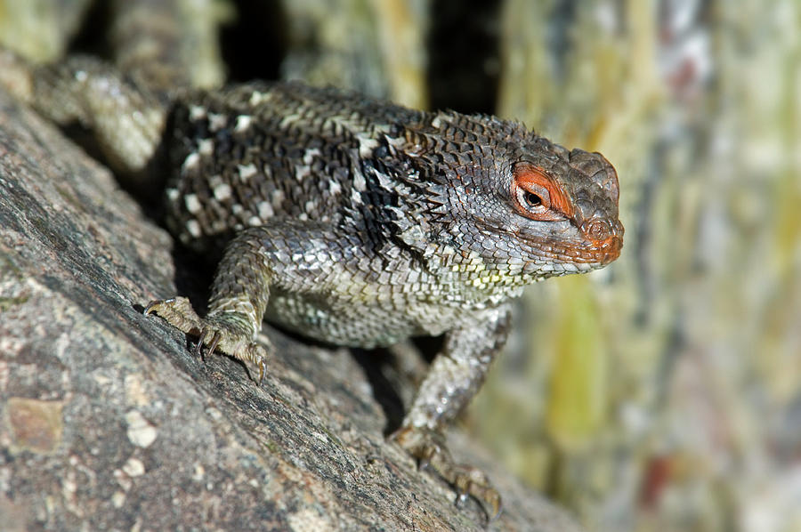 Desert Spiny Lizard Photograph by Arterra Picture Library