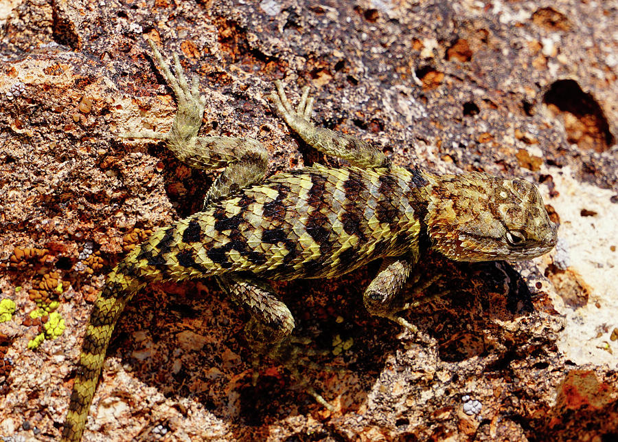 Desert Spiny Lizard Photograph by Brett Harvey