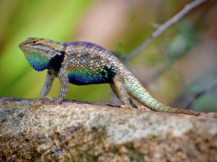 Desert Spiny Lizard Doing Pushups Photograph by Mark Koster Pixels