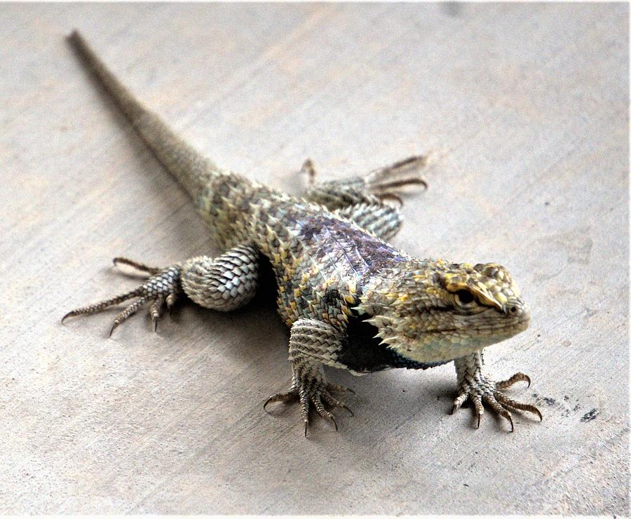 Desert Spiny Lizard Photograph by Don Eisen - Fine Art America