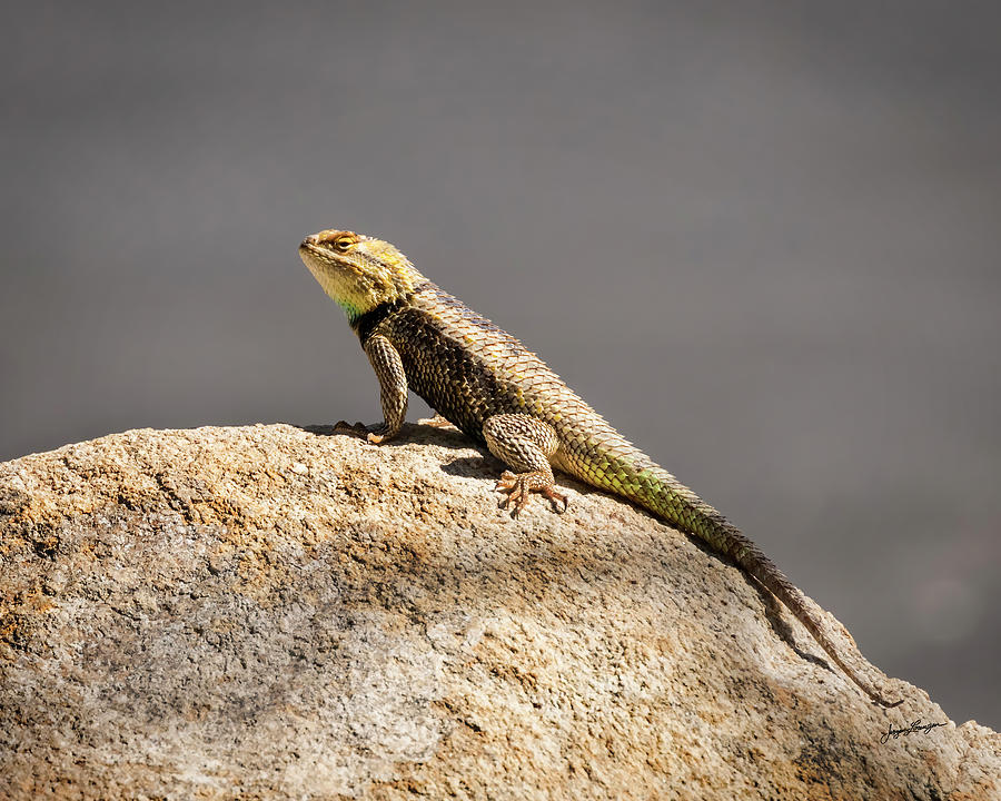 Desert Spiny Lizard Photograph by Jurgen Lorenzen